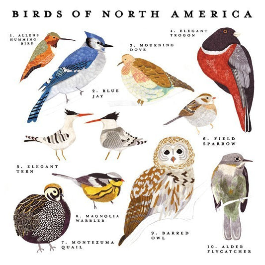 North American Birds and Tutorial Requests