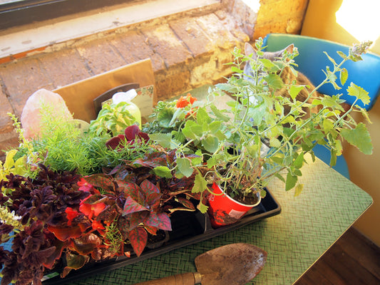 Window Box Oasis